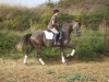 Arbeit mit Pferd